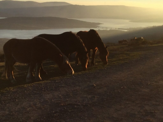 El-último-bocado-antes-de-ocultarse-el-sol_pantano_del_ebro