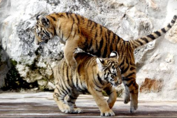 Cabarceno-Park.-Bengal-Tigers.