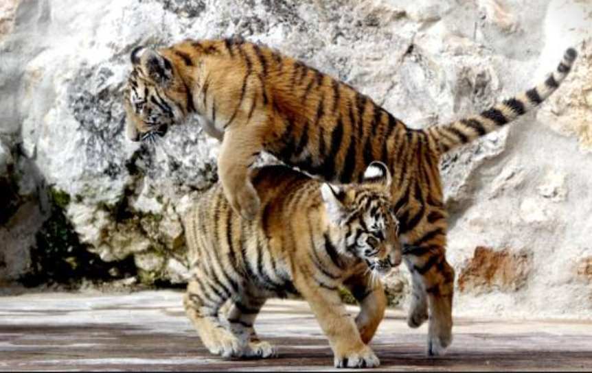 Cabarceno-Park.-Bengal-Tigers.