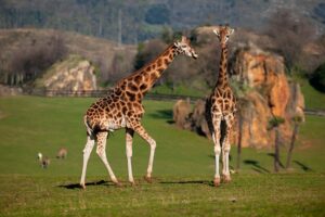 Parque de la Naturaleza de Cabárceno. Jirafas.