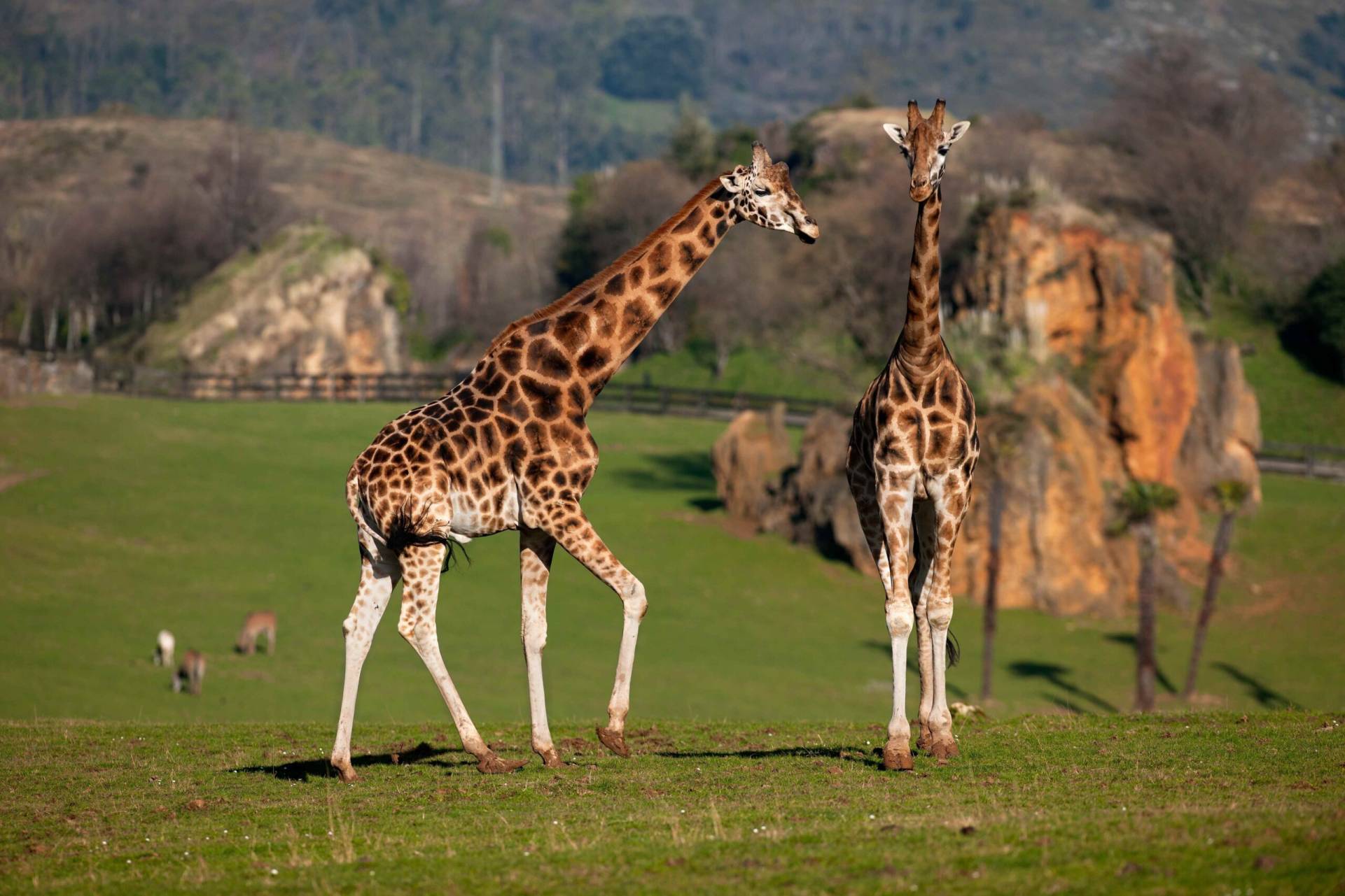 Cabárceno Park. Giraffes