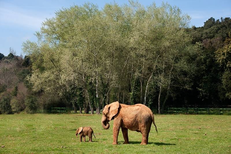 Parque de la Naturaleza de Cabárceno. Elefantes.