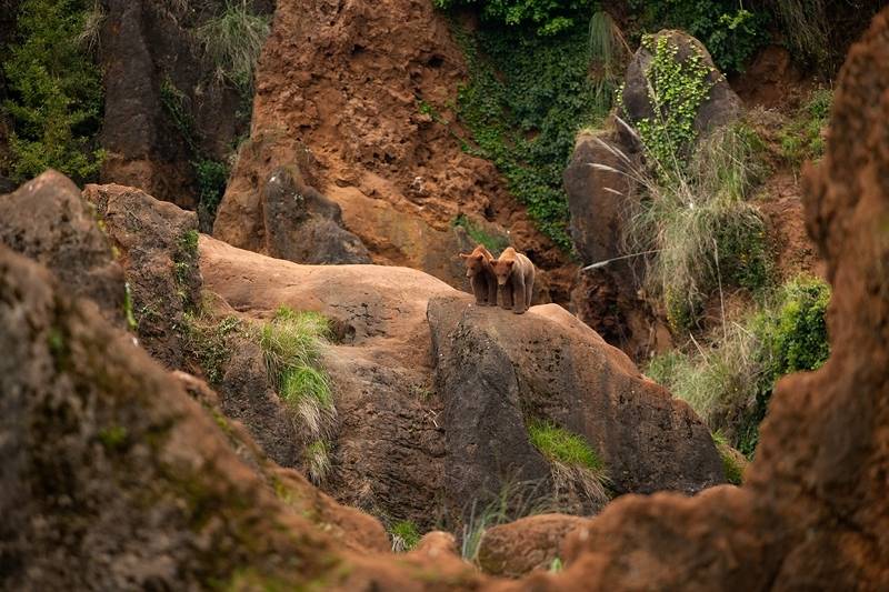 Cabárceno Park. Bears