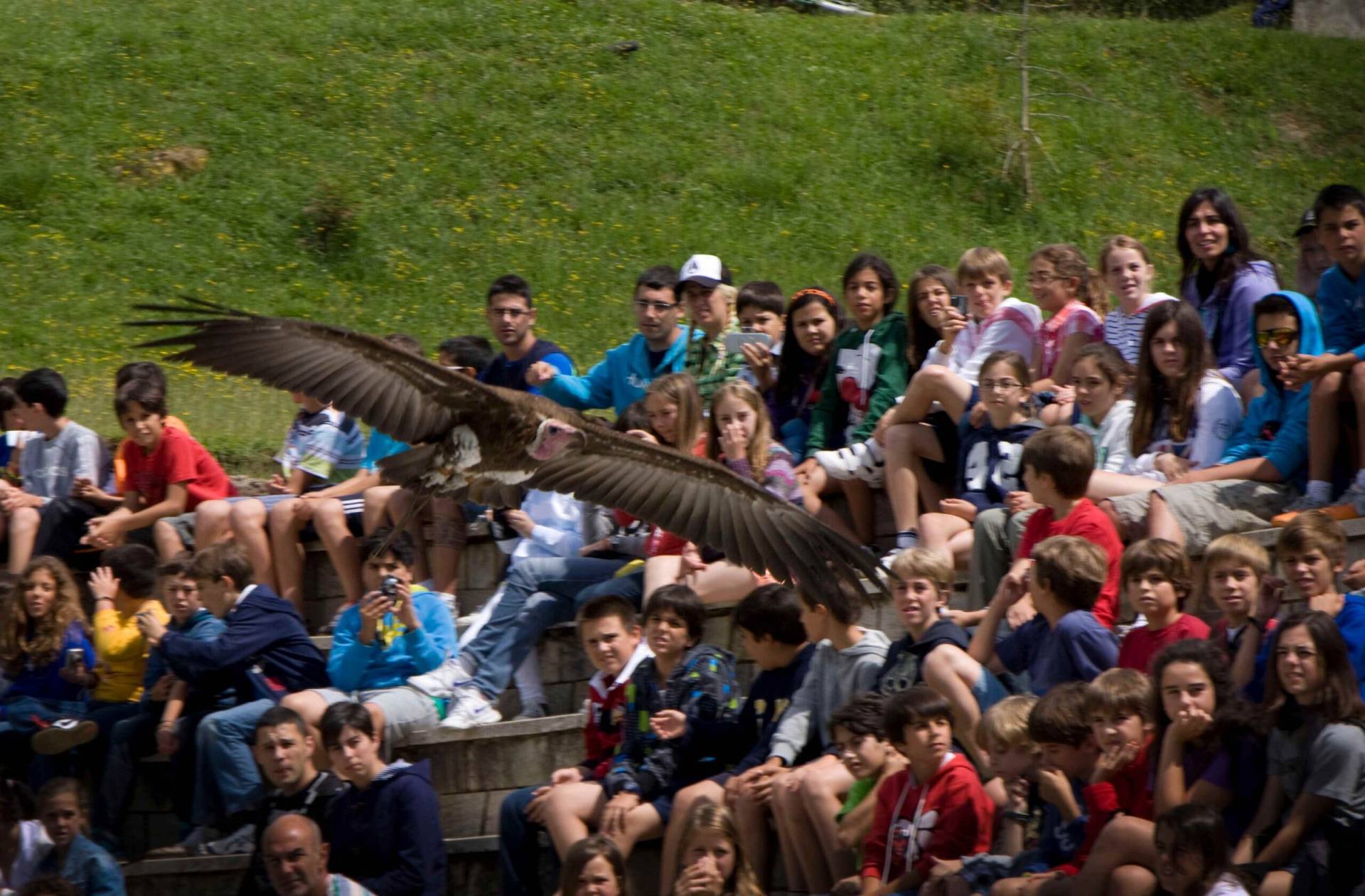 Parque de la Naturaleza de Cabárceno. Rapaces.