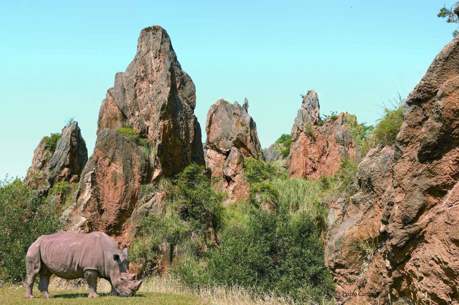 Parque de la Naturaleza de Cabárceno. Rinocerontes.